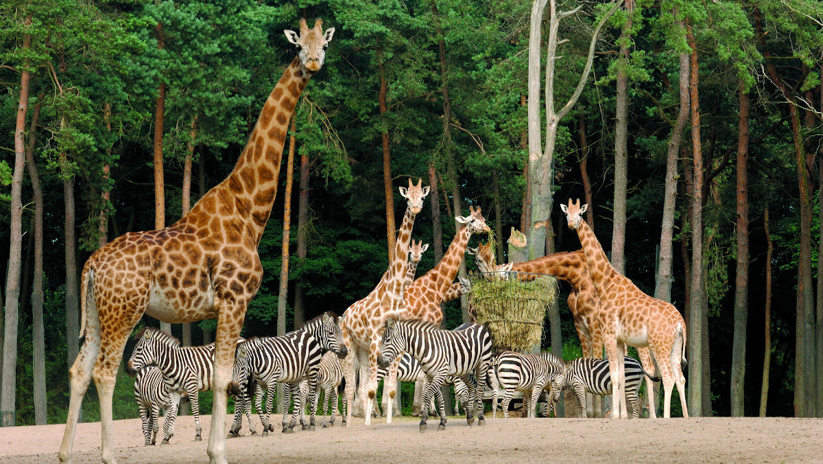 background background